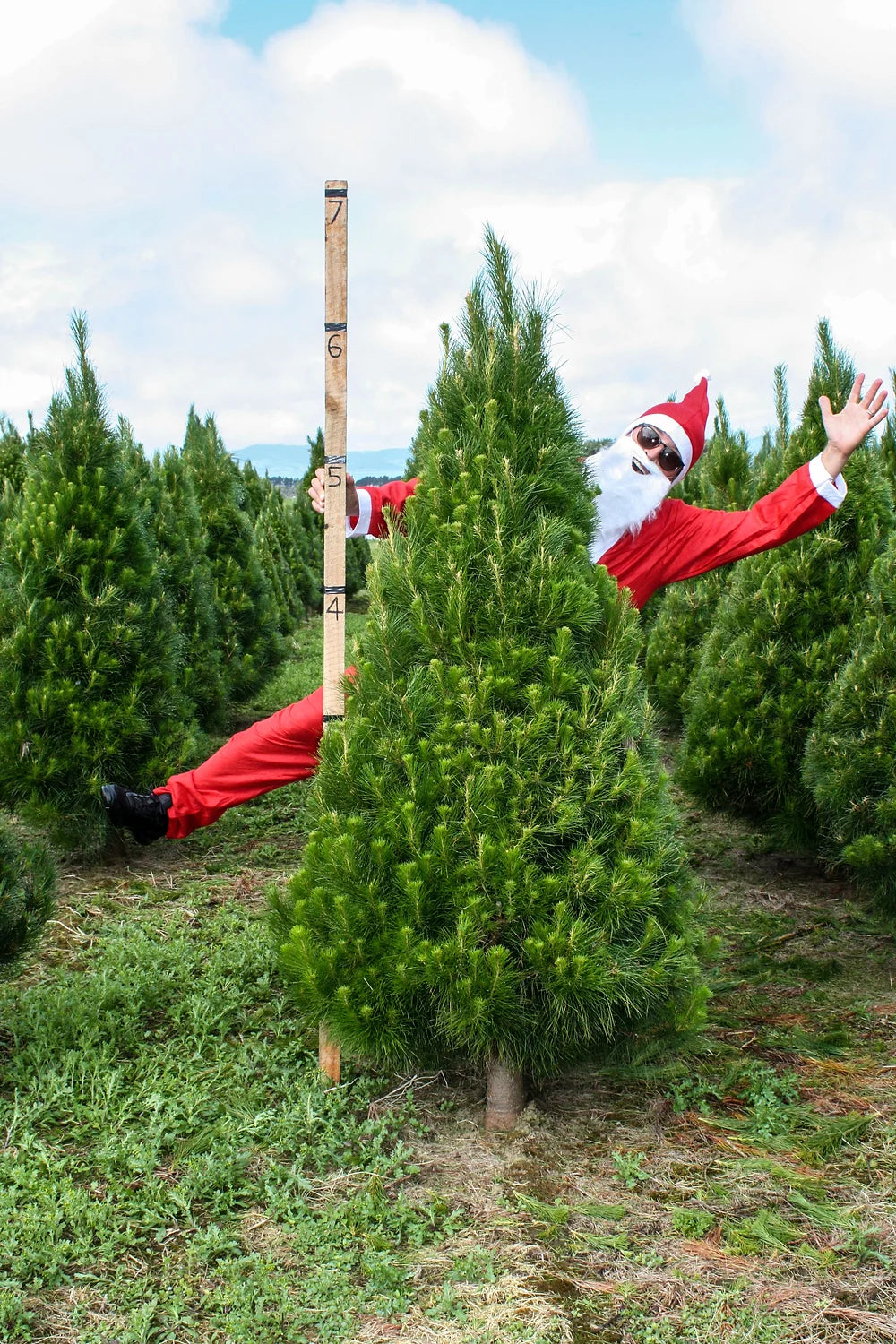 Large Christmas Tree | 6.5 Foot