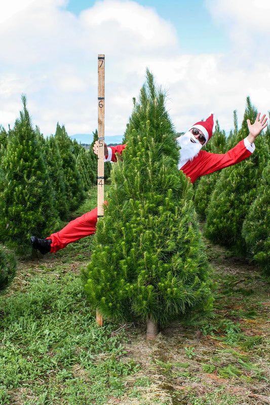 Large Christmas Tree | 6.5 Foot