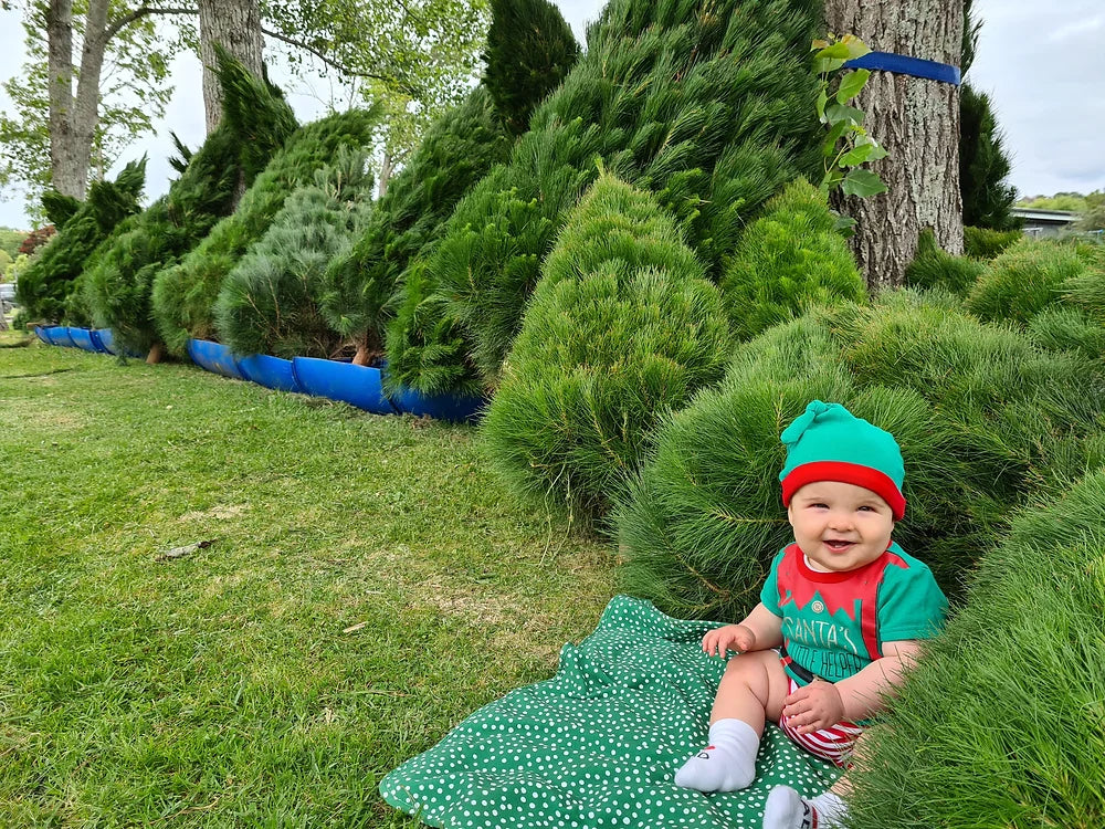 Santa's Surprise 2nds Tree | Sizes Vary From 5.5 to 6.5 Foot