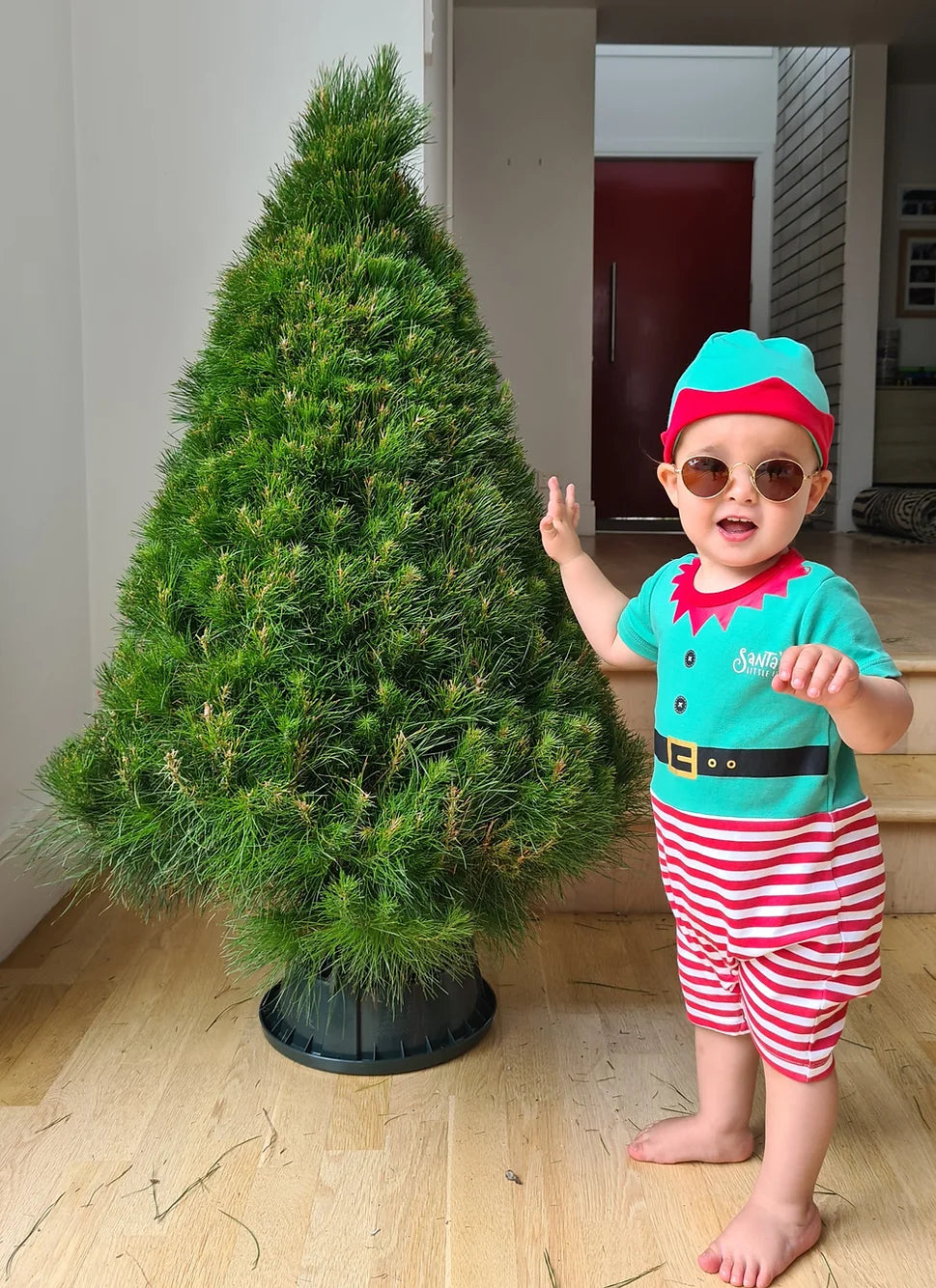 Mini Christmas Tree | 2 - 2.5 Foot - Click & Collect