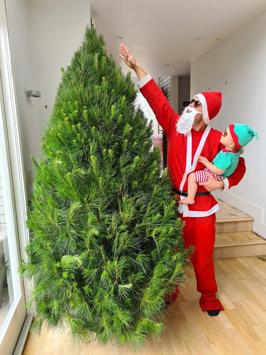 XL Christmas Tree | 7.5 Foot