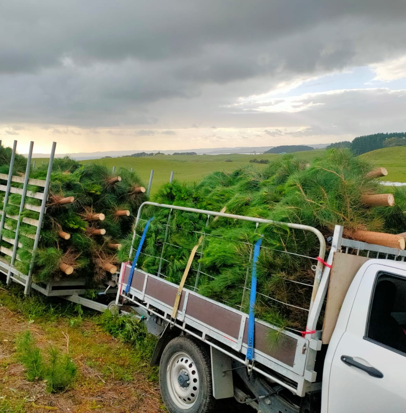 Medium Christmas Tree | 6 Foot