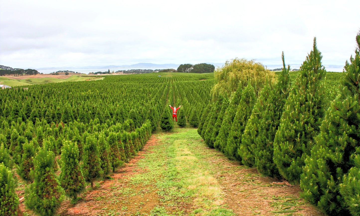 Santa's Surprise 2nds Tree | Sizes Vary From 5.5 to 6.5 Foot