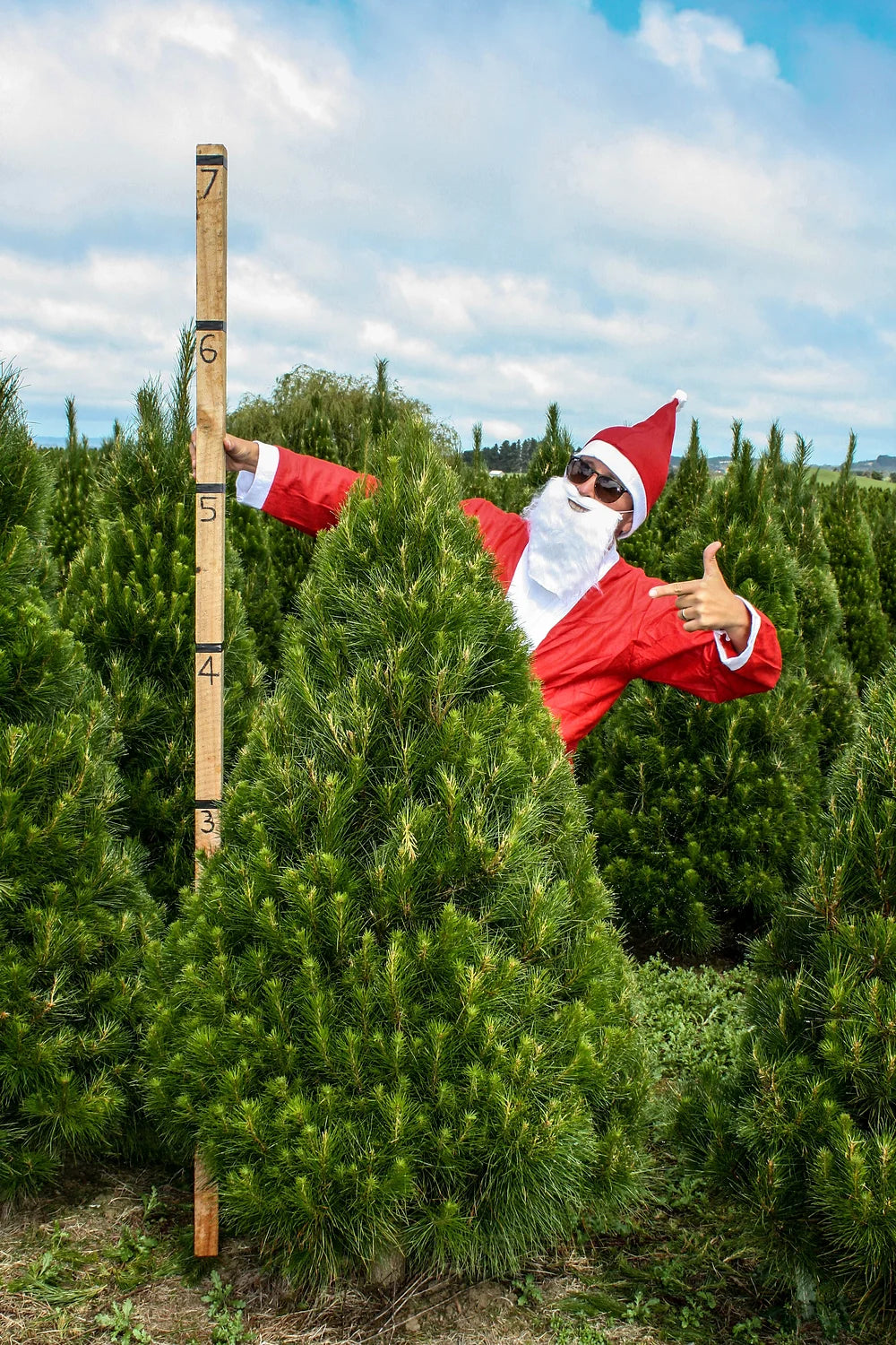 Standard Christmas Tree | 5.5 Foot - Click & Collect