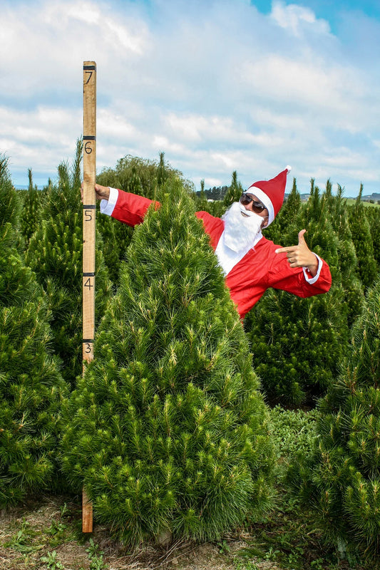 Standard Christmas Tree | 5.5 Foot