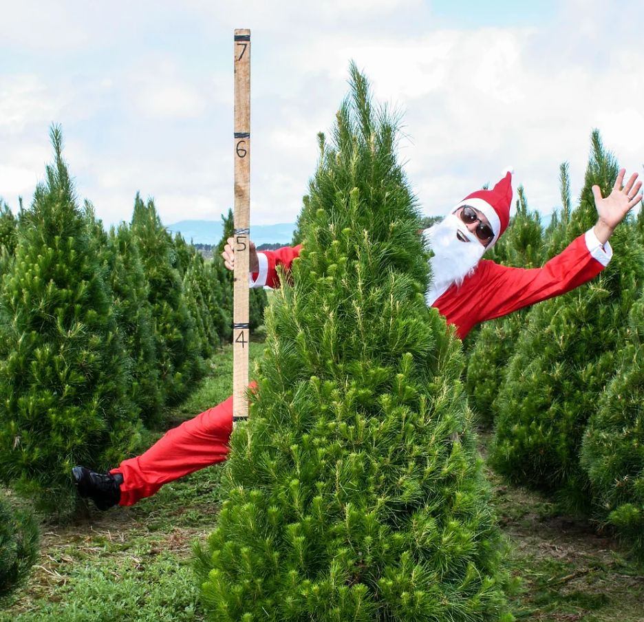 Mike Tree Collections – Mike's Xmas Trees