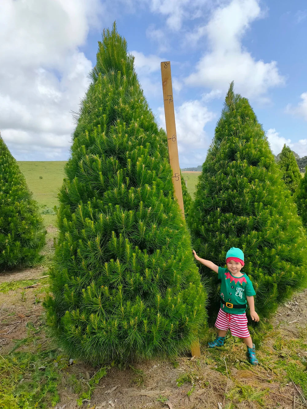 Mike Tree Farm Christmas Trees | Delivery – Mike's Xmas Trees