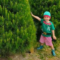 Medium Christmas Tree | 6 Foot - Click & Collect
